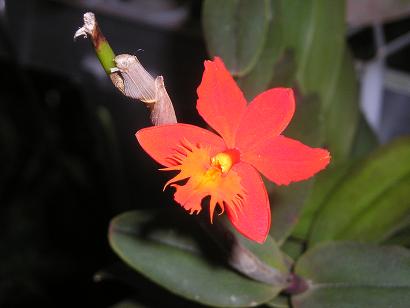 ���ƒ�̉ԂƎČ��E��