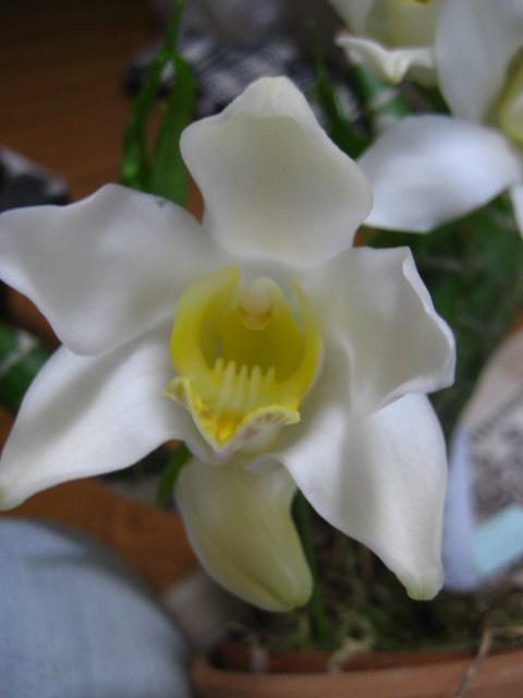 ���ƒ�̉ԂƎČ��E��