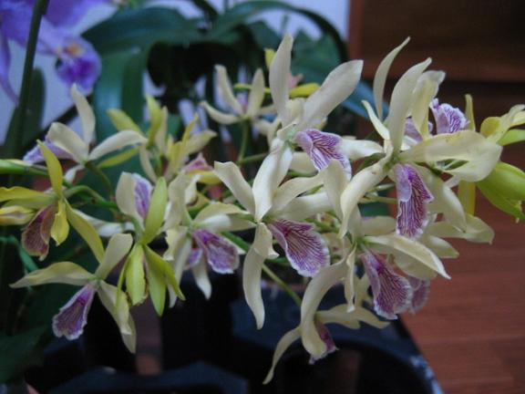 ���ƒ�̉ԂƎČ��E��