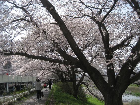 ���ƒ�̉ԂƎČ��E��