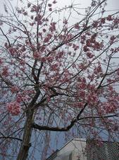 ���ƒ�̉ԂƎČ��E��