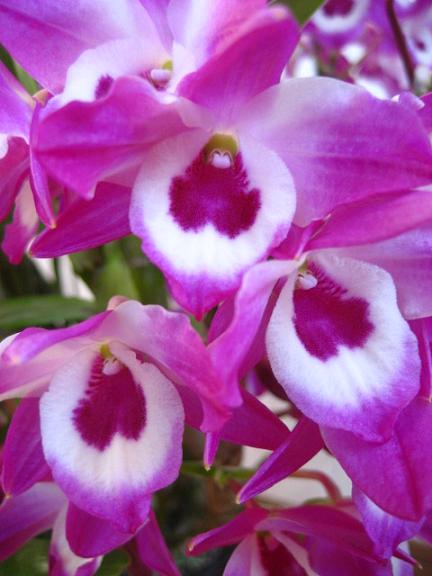 ���ƒ�̉ԂƎČ��E��