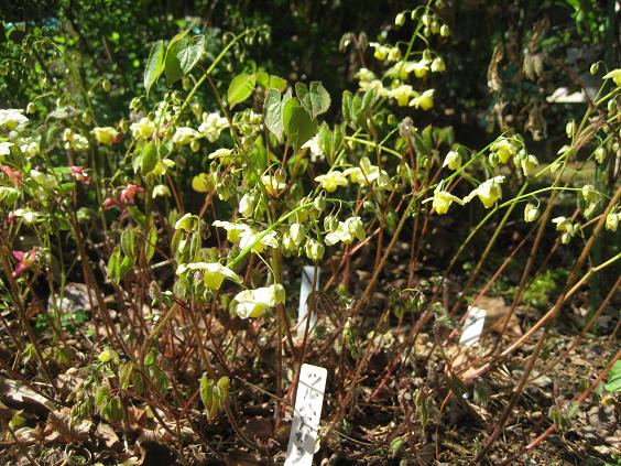 ���ƒ�̉ԂƎČ��E��