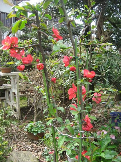 ���ƒ�̉ԂƎČ��E��