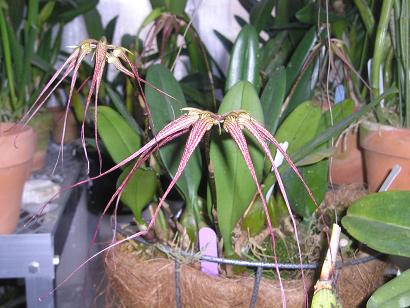 ���ƒ�̉ԂƎČ��E��