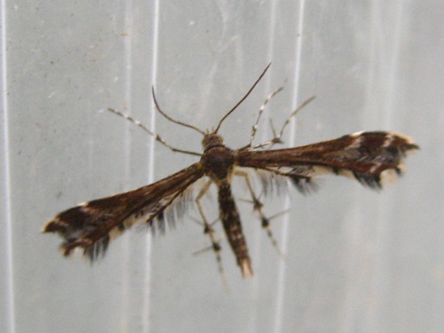 ���ƒ�̉ԂƎČ��E��