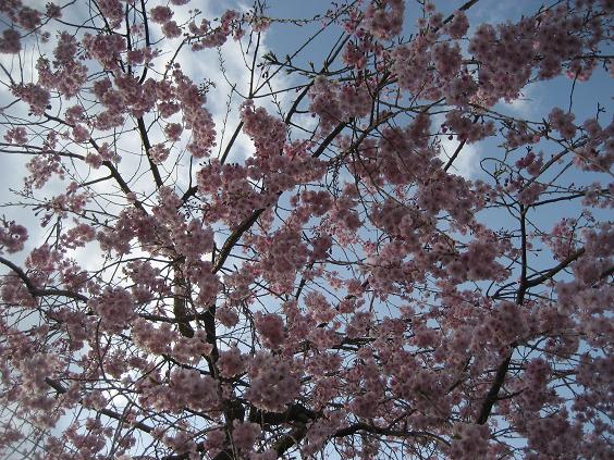 ���ƒ�̉ԂƎČ��E��