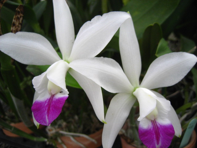 ���ƒ�̉ԂƎČ��E��