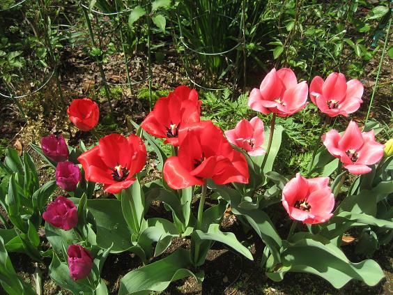 ���ƒ�̉ԂƎČ��E��