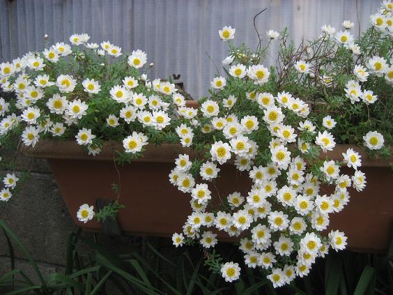 ���ƒ�̉ԂƎČ��E��