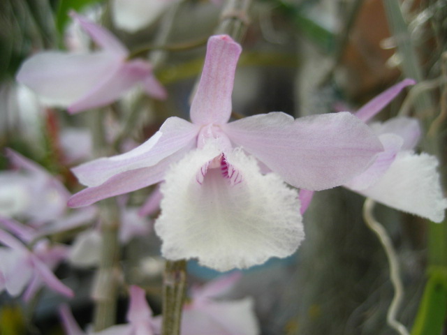 ���ƒ�̉ԂƎČ��E��