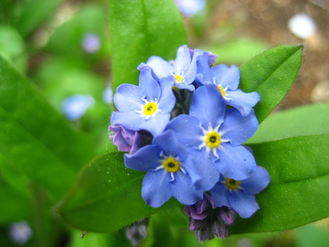 ���ƒ�̉ԂƎČ��E��