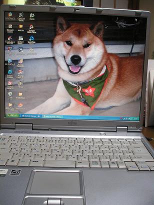 ���ƒ�̉ԂƎČ��E��