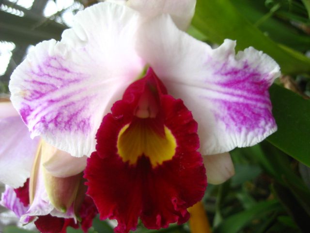 ���ƒ�̉ԂƎČ��E��