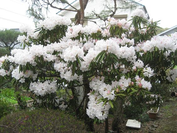 ���ƒ�̉ԂƎČ��E��