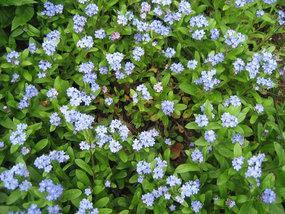 ���ƒ�̉ԂƎČ��E��