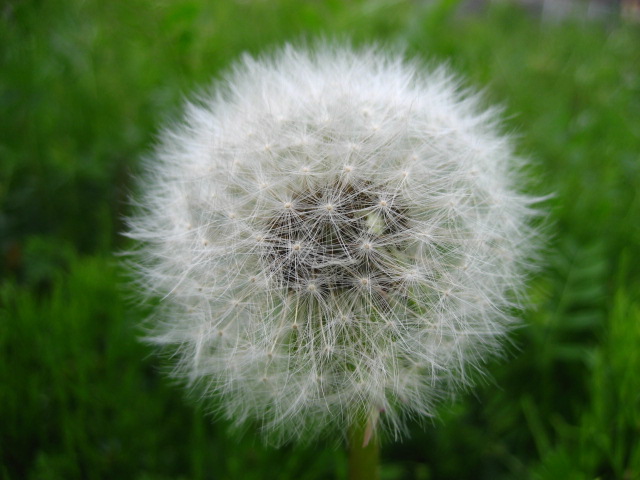 ���ƒ�̉ԂƎČ��E��