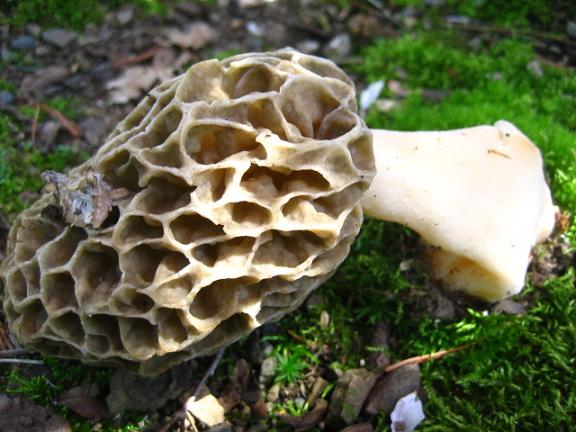 ���ƒ�̉ԂƎČ��E��