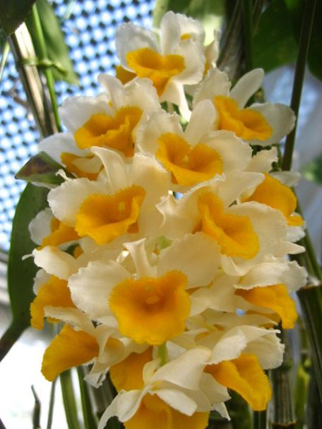 ���ƒ�̉ԂƎČ��E��