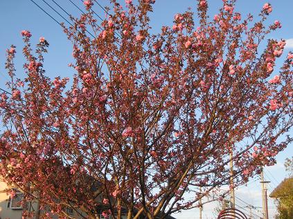 ���ƒ�̉ԂƎČ��E��