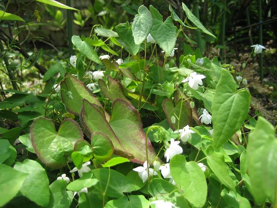 ���ƒ�̉ԂƎČ��E��