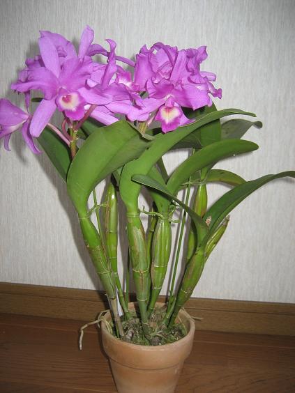 ���ƒ�̉ԂƎČ��E��