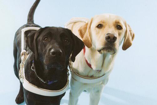 ���ƒ�̉ԂƎČ��E��