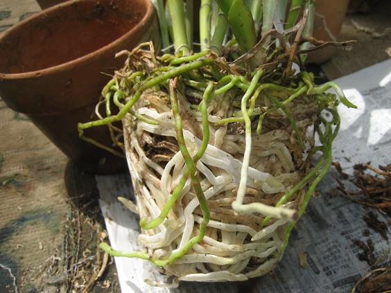 ���ƒ�̉ԂƎČ��E��