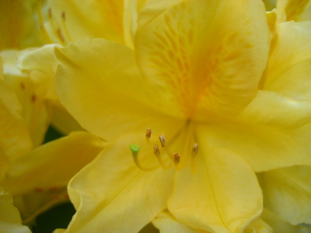 ���ƒ�̉ԂƎČ��E��