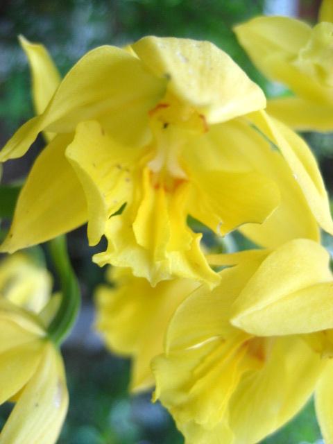 ���ƒ�̉ԂƎČ��E��