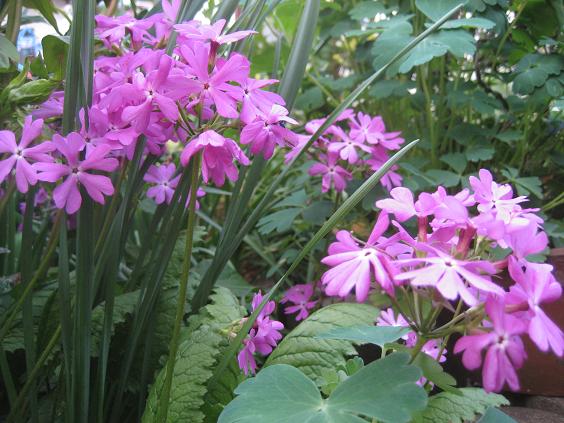 ���ƒ�̉ԂƎČ��E��