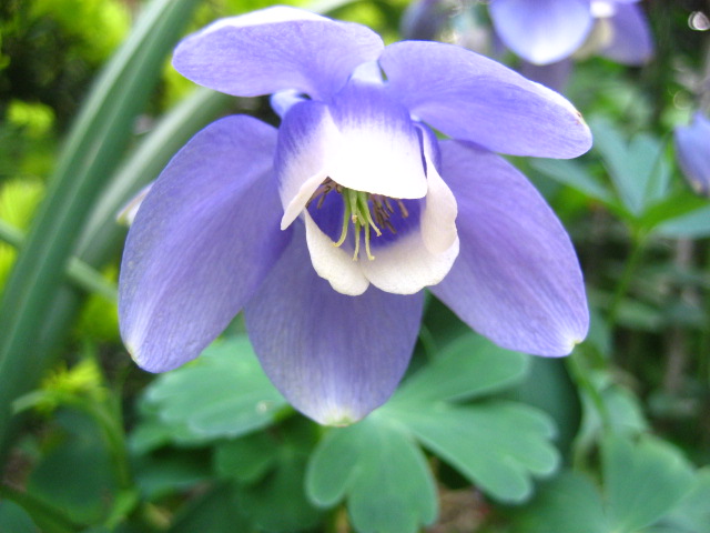 ���ƒ�̉ԂƎČ��E��