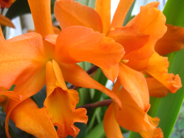 ���ƒ�̉ԂƎČ��E��