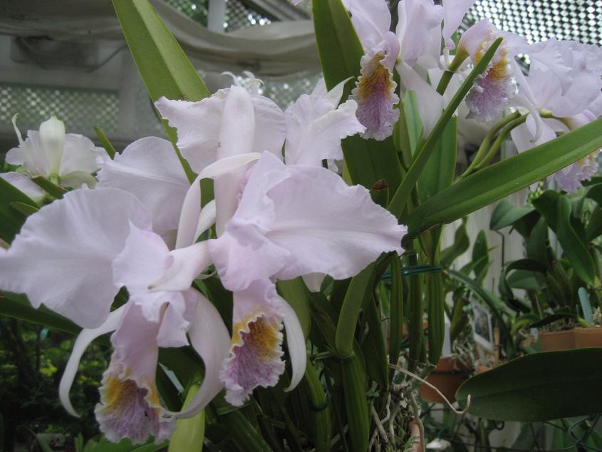 ���ƒ�̉ԂƎČ��E��