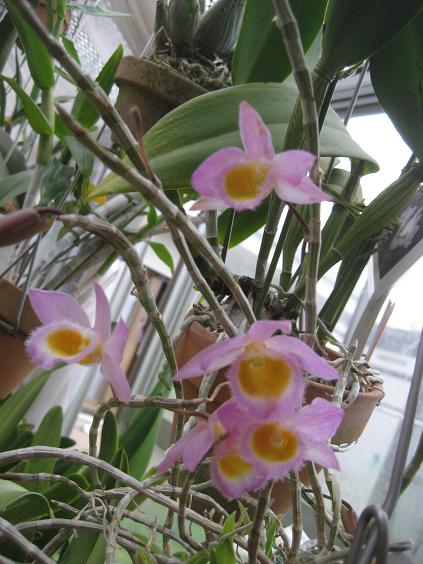 ���ƒ�̉ԂƎČ��E��