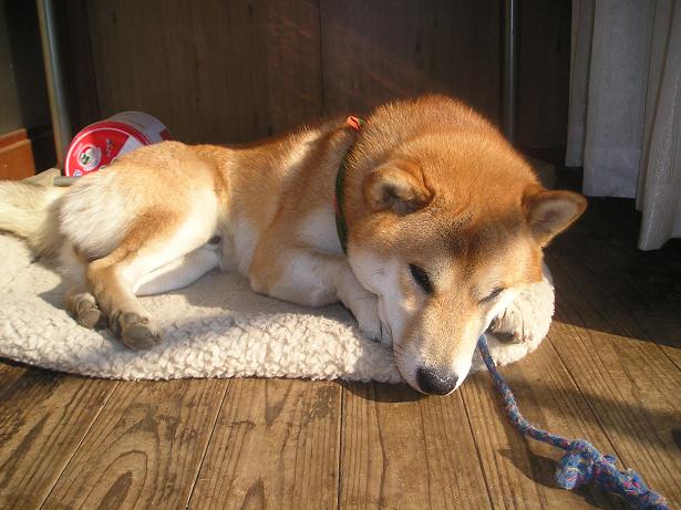 ���ƒ�̉ԂƎČ��E��