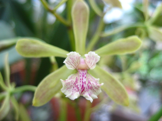 ���ƒ�̉ԂƎČ��E��