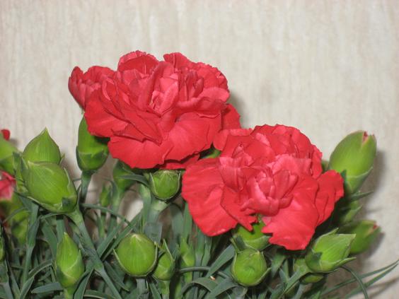 ���ƒ�̉ԂƎČ��E��