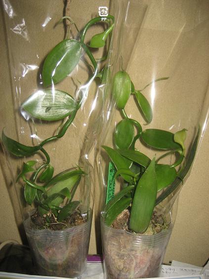 ���ƒ�̉ԂƎČ��E��