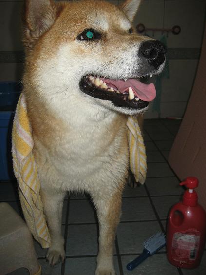 ���ƒ�̉ԂƎČ��E��