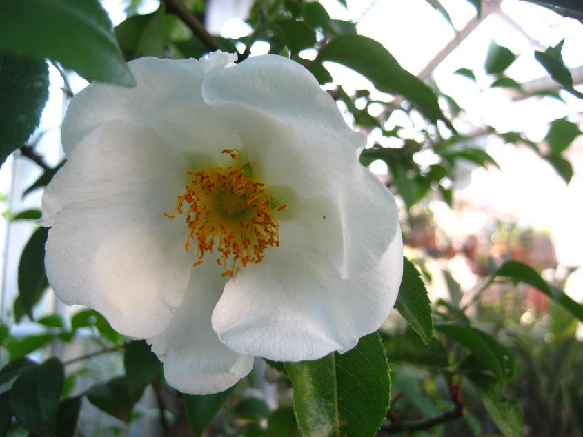 ���ƒ�̉ԂƎČ��E��