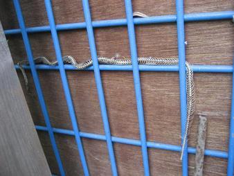 ���ƒ�̉ԂƎČ��E��