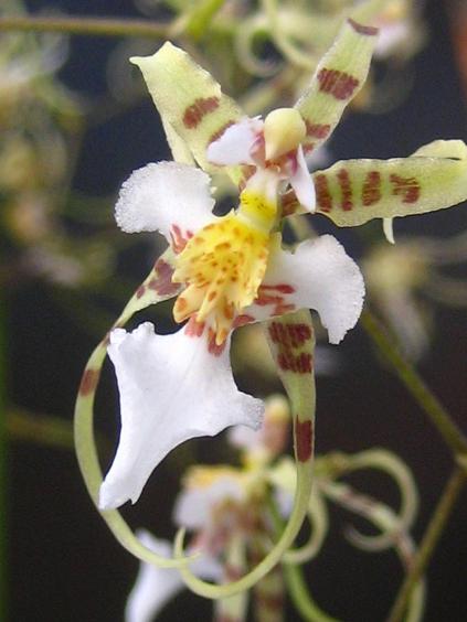 ���ƒ�̉ԂƎČ��E��