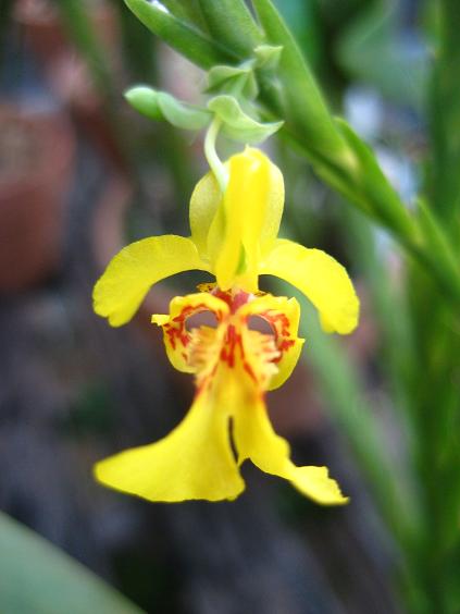 ���ƒ�̉ԂƎČ��E��