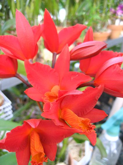 ���ƒ�̉ԂƎČ��E��