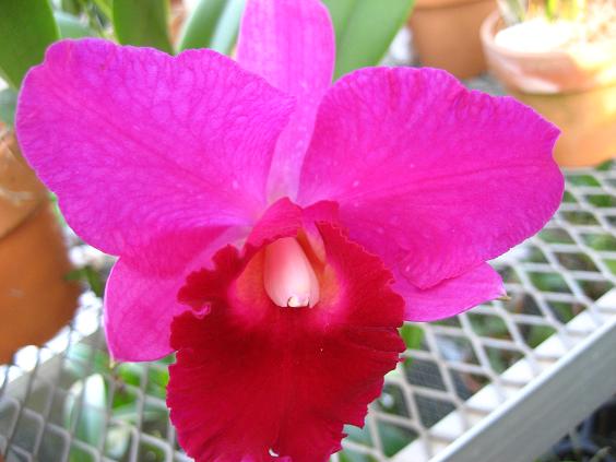 ���ƒ�̉ԂƎČ��E��