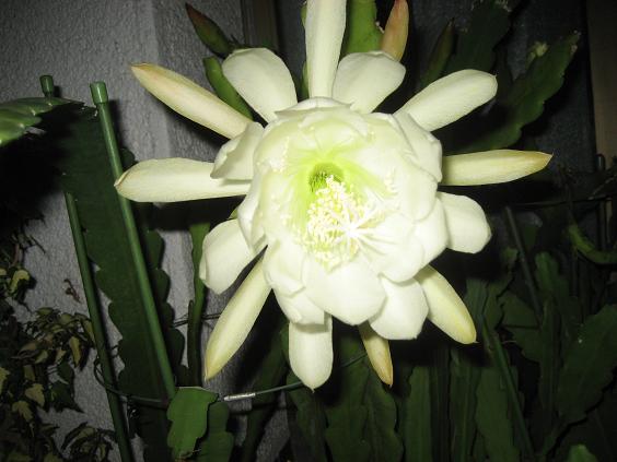 ���ƒ�̉ԂƎČ��E��