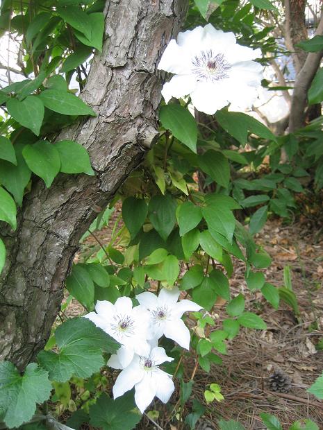 ���ƒ�̉ԂƎČ��E��