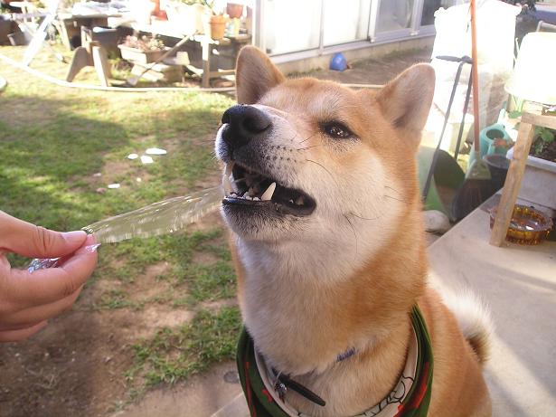 ���ƒ�̉ԂƎČ��E��