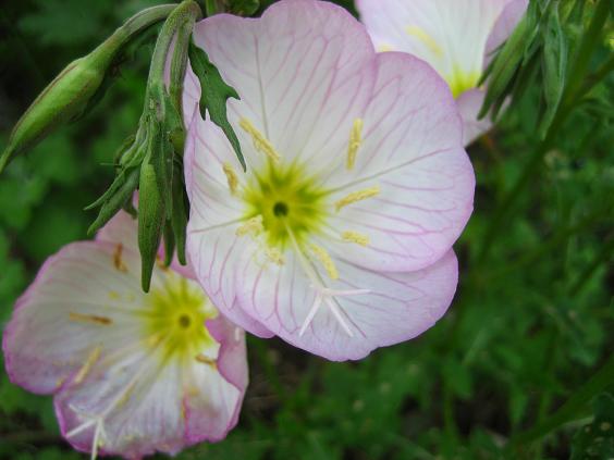 ���ƒ�̉ԂƎČ��E��